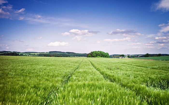 Green field under a blue sky with clouds