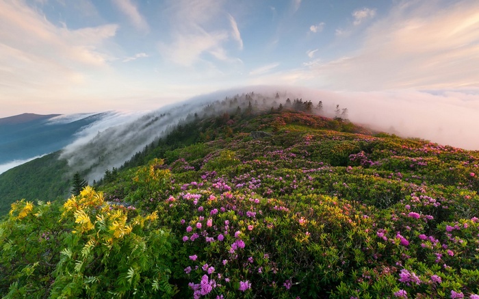 Mountain ridge with fog and wildflowers