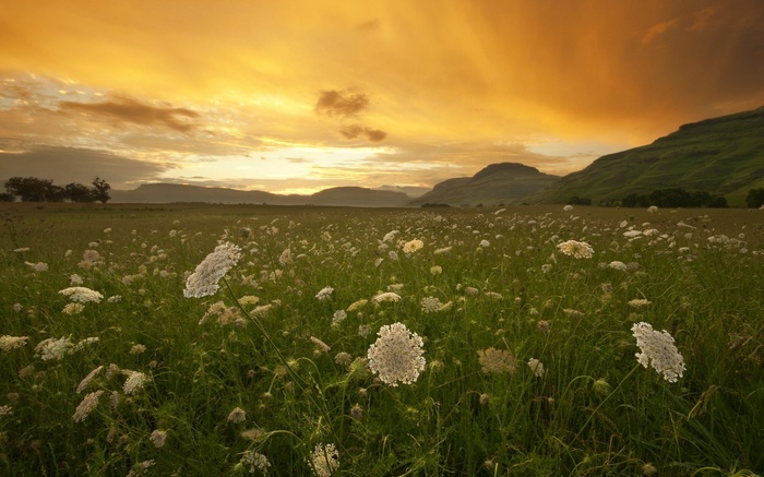 Field of wildflowers at sunset with mountains
