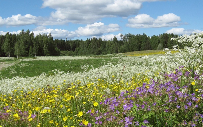 Wildflower meadow with forest and clouds