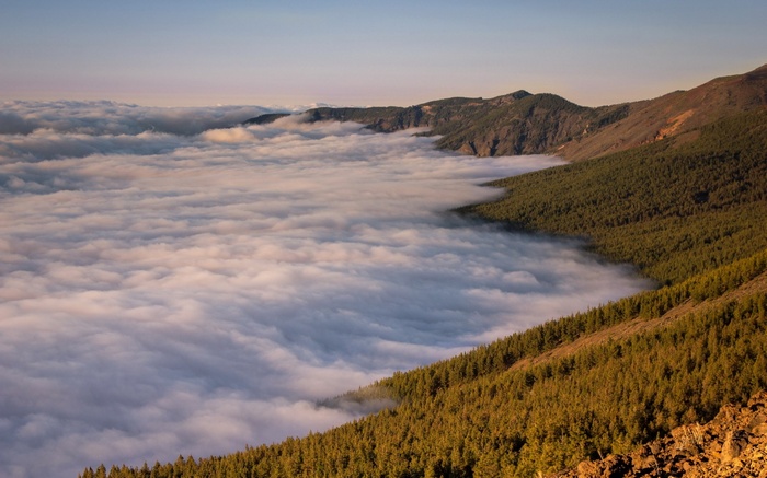 Mountain range covered in clouds and pine forest