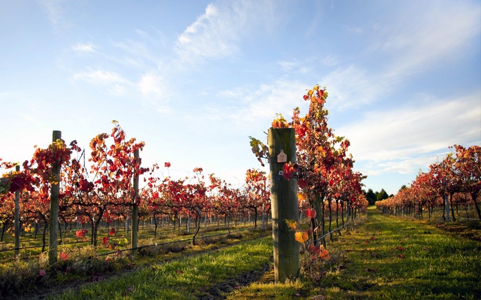 Vineyard with red leaves in autumn