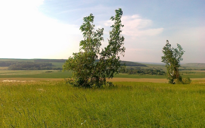Two birch trees in a grassy field with rolling hills