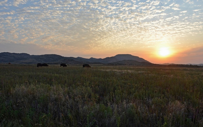 Bison grazing in a field at sunset