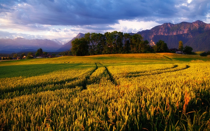 Golden wheat field with mountains and dramatic sky