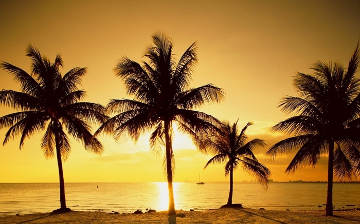 Palm trees on a beach at sunset