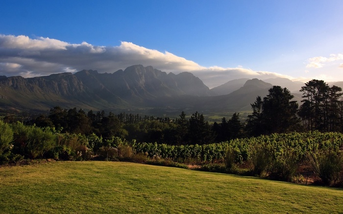 Vineyard and mountains at sunset