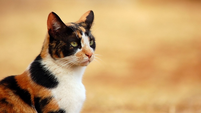 Calico cat with green eyes looking to the side