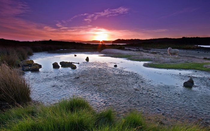 Sheep by a tidal pool at sunset
