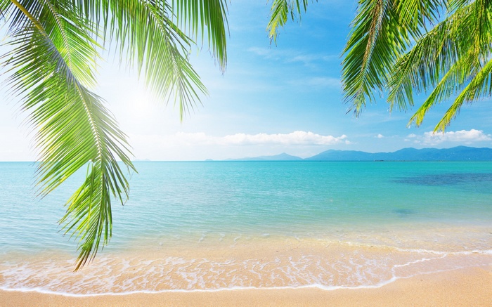 Tropical beach with palm trees and turquoise ocean