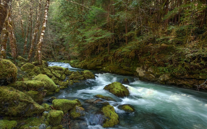 Mossy rocks and a flowing river in a forest