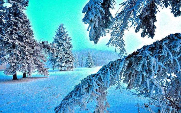 Snow-covered pine trees in a winter landscape