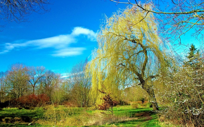 Weeping willow tree in a park with blue sky