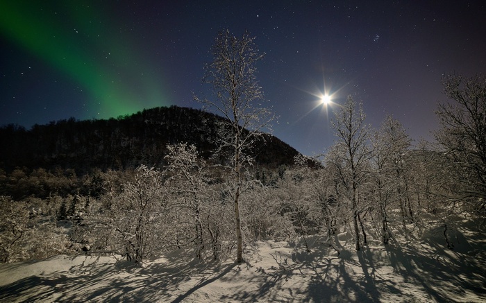 Aurora Borealis over a snowy forest at night