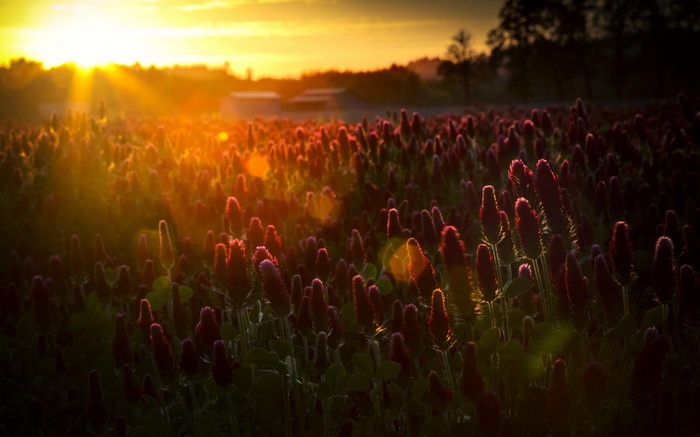 Field of crimson clover at sunset