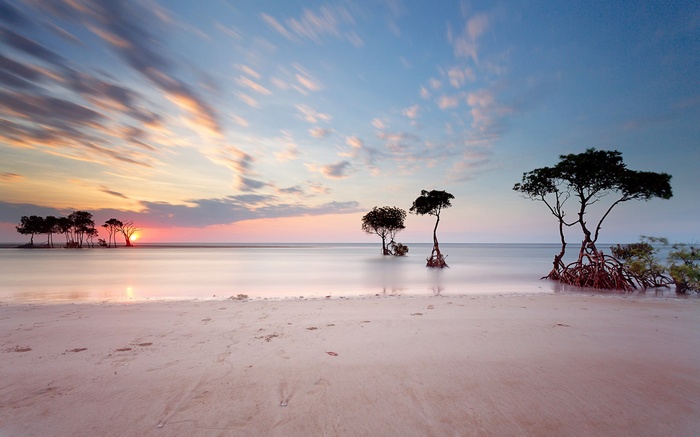 Mangrove trees on a beach at sunset