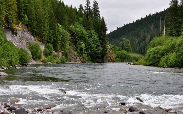 River flowing through a forest with steep, rocky banks