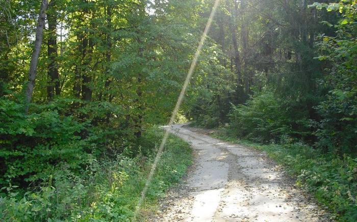 A dirt road winds through a sun-dappled forest.