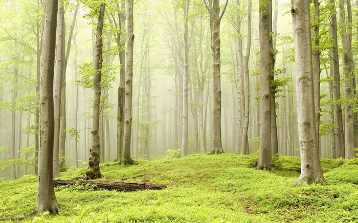 Misty forest with tall trees and green ground cover