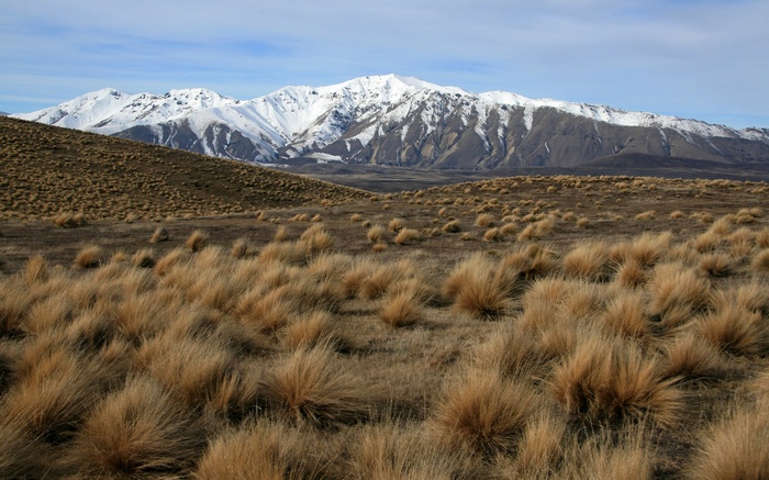 Snow-capped mountains and tussock grassland