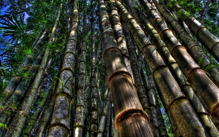 Looking up through a dense bamboo forest