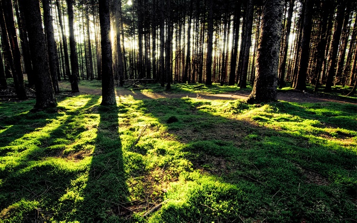 Sunlight filtering through a dense forest with mossy ground