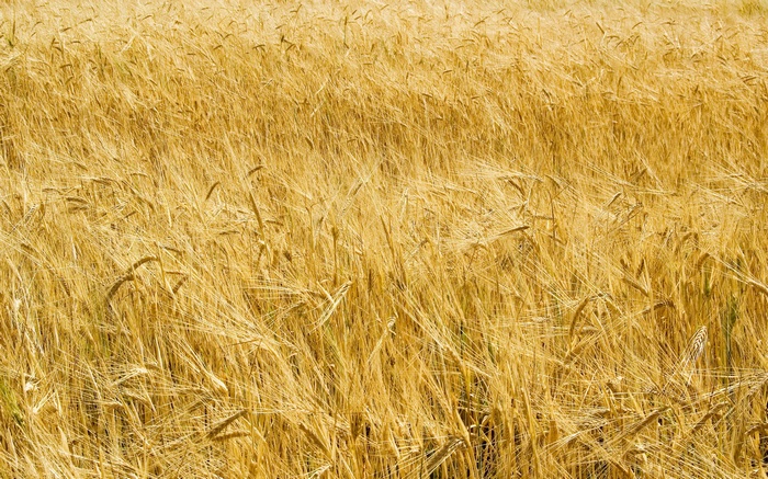 A field of golden wheat under sunlight