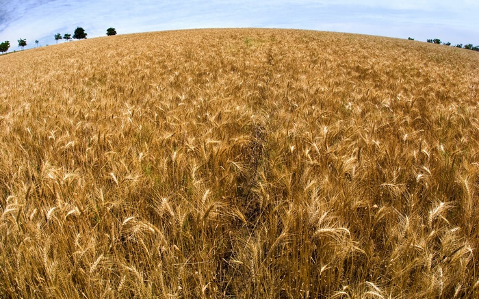 A wide field of golden wheat under a blue sky