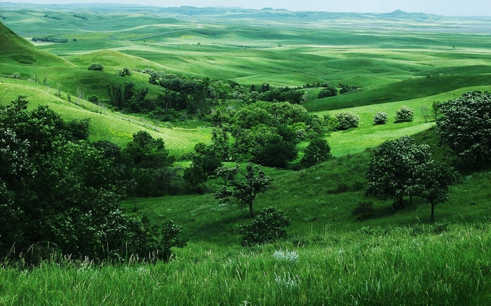 Rolling green hills with scattered trees under a hazy sky