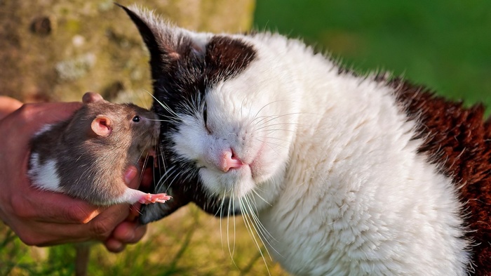 Cat and rat interacting with a person's hand