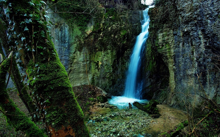Moss-covered trees and a waterfall in a forest