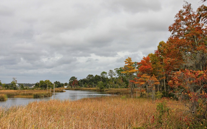Autumn trees by a marshy river under cloudy sky