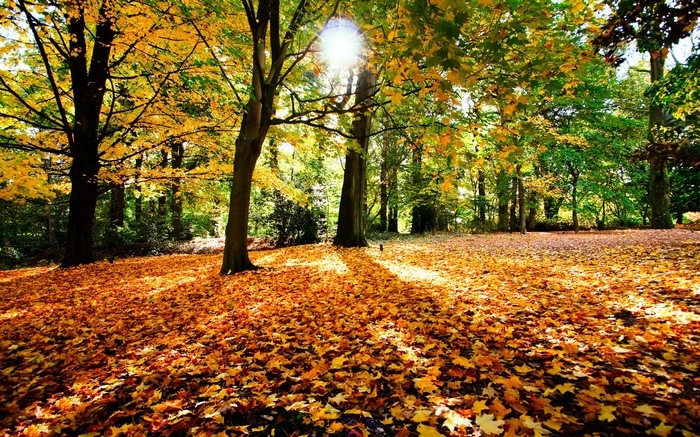 Autumn forest floor covered in fallen leaves