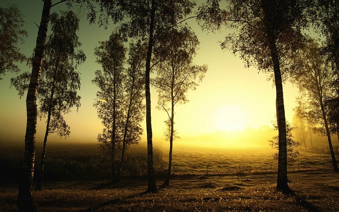 Trees in a foggy field at sunrise