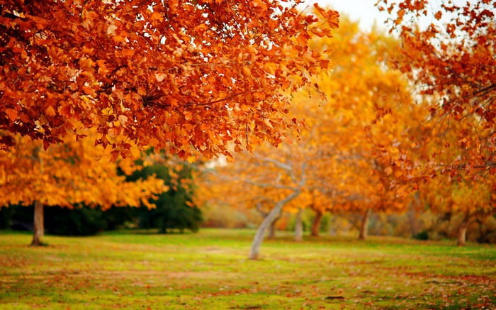 Autumn trees with orange and yellow leaves in a park