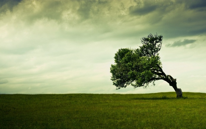 A lone tree bends in a grassy field under a cloudy sky.