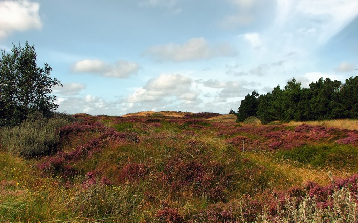 Heather and grass dunes with trees under a cloudy sky