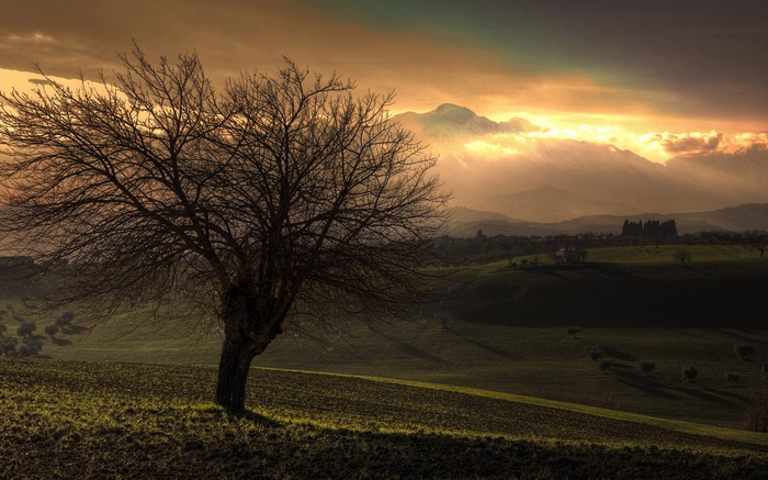 Bare tree in a field at sunset with mountains