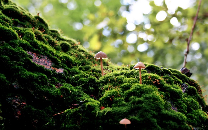 Mushrooms growing on mossy tree trunk