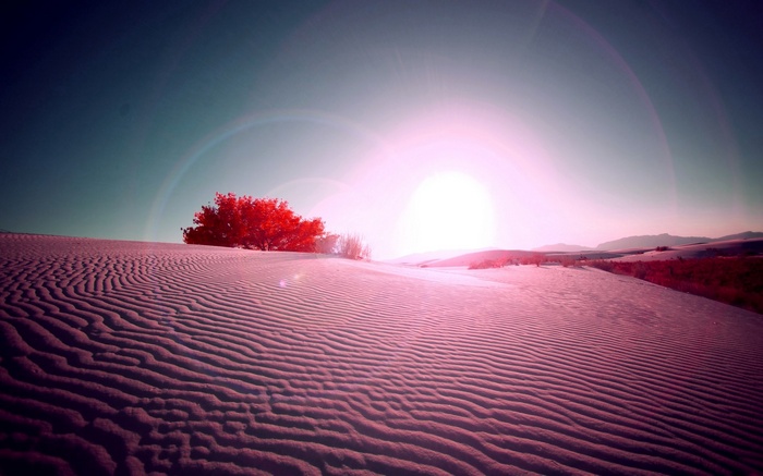 Desert dunes with a red tree and bright sun