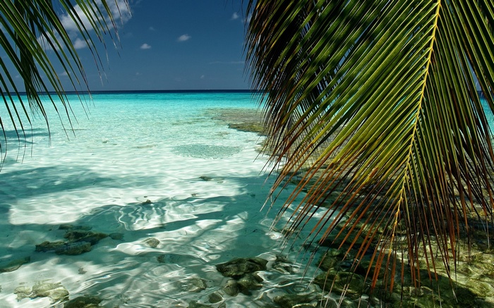 Tropical beach with palm fronds and clear turquoise water