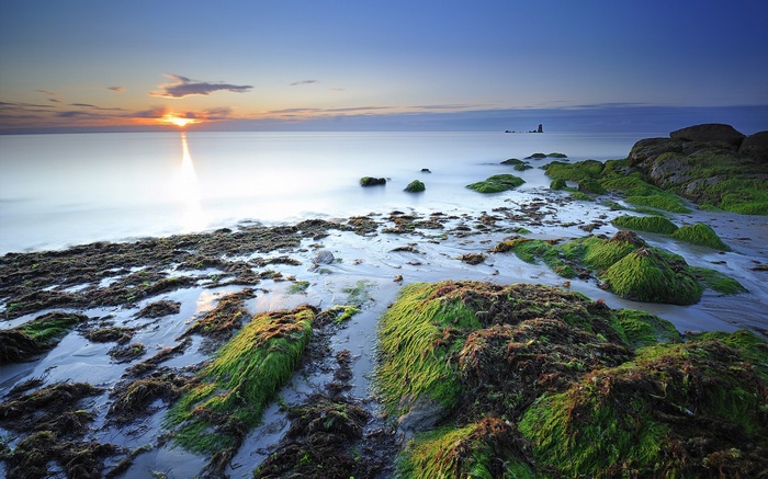 Sunrise over a rocky shore with green algae