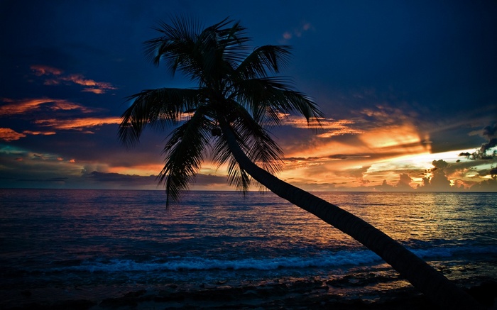 Palm tree silhouetted against a sunset over the ocean