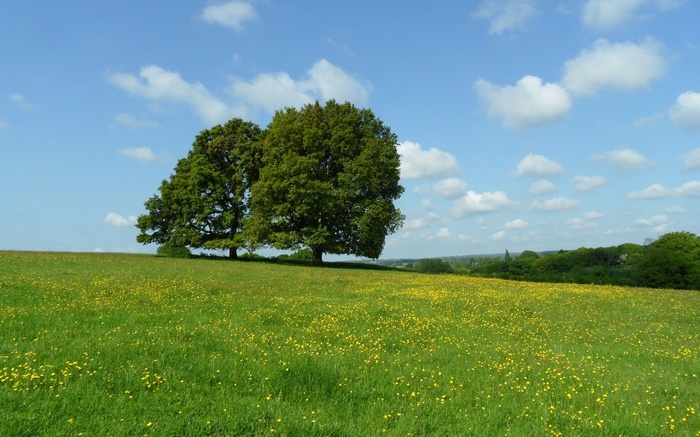 Two large trees in a grassy field with yellow flowers