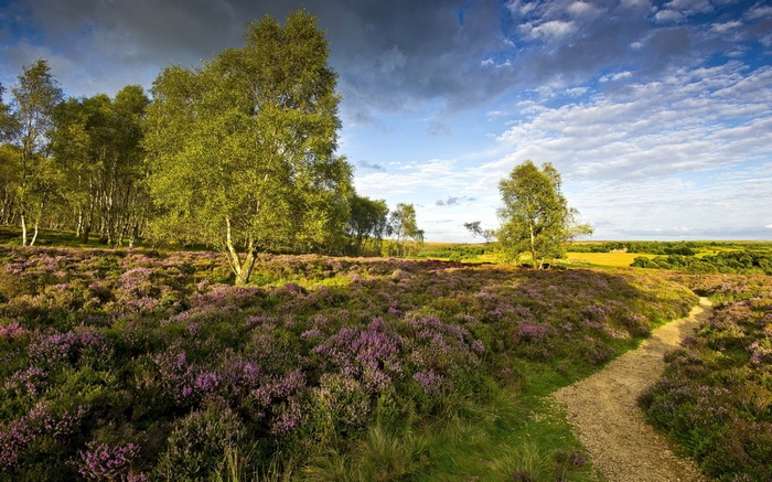 Path through heather and birch trees under cloudy sky