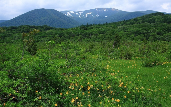 Mountain landscape with green forest and yellow flowers