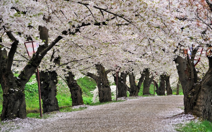 Path lined with cherry blossom trees in bloom