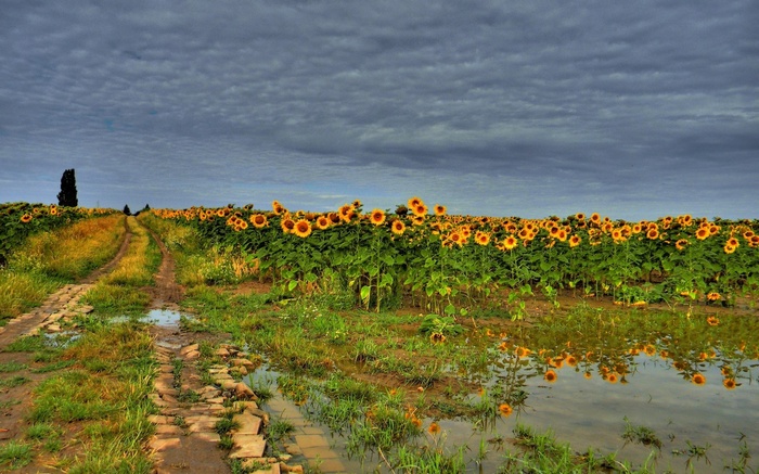 Sunflower field with a dirt road and puddles