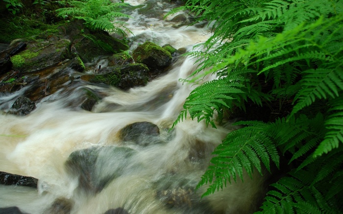 A stream flows through rocks and ferns