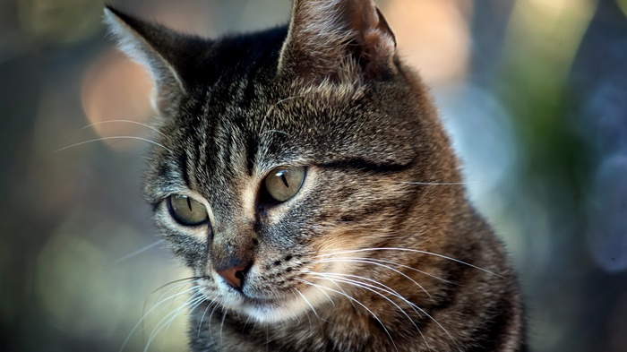 Close-up of a tabby cat's face